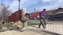 高加索犬对男子狂叫，男子淡定牵出宠物巨蟒，这下怂了吧