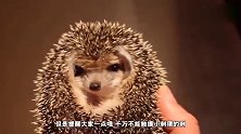 刺猬生宝宝是什么样子呢！看完后心疼一分钟！