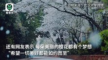 如诗如画！武汉大学洒落樱花雨 网友：来年春天，必如约而至