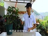 给三角梅施肥，如果用错肥料，养一年都不开花