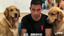 主人偷吃东西，栽赃给金毛，结果金毛不乐意了，群殴主人，逗