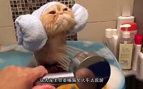 橘猫坐火车，发现主人抱着另一只猫，瞬间发飙，猫你给我下来
