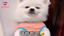 狗狗都困成狗了女主人还让它唱歌，狗狗：能不能给点同情心啊！逗