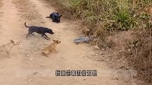 5条狗围攻一只巨蜥，巨蜥战斗力爆棚，镜头记录精彩全过程