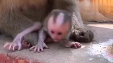 新生儿哭得让猴妈妈都心碎了