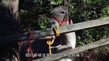 毛驴叼着小羊羔，直接将其活活咬死，网友：太残忍了
