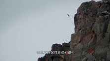 为保护孩子不被雪豹猎杀，山羊将雪豹引到悬崖上，结局让人欢呼