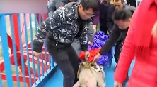 重庆景区开业用150斤活猪表演蹦极 围观群众：猪特别淡定