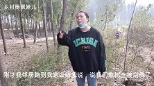 女子去野地查看自家树木，突然发现一个不明物，仔细一看撒腿就跑