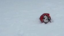 狗狗雪地里打滚，看着就很奇葩，你觉得呢