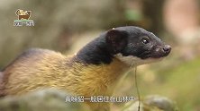 猴子遇到黄喉貂，没想到却突然又窜出一只！镜头拍下全过程
