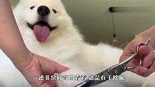 铲屎官买了套装备，亲自给萨摩耶做美容，狗狗的反应太意外