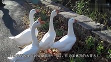 平时嚣张跋扈的大白鹅，这次竟甘愿做小鸡的保镖，这幕真的是很暖