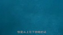 动物世界里奇怪的求偶方式，为谈恋爱如此拼命，镜头记录下全过程