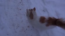 在雪地里等待多时的流浪猫：又冷又饿