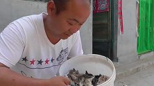 家里养十几个小猫咪，太多了，养不了，免费领养开始啦