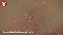 世界上最崩溃的陆龟，竟然要跟鳄鱼较劲，关键还是在水里