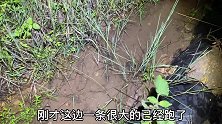 暴雨过后夜晚户外，抓到一条土货，有认识这土货的吗