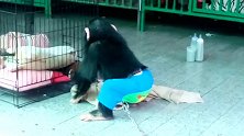 活泼好动的猩猩，因为太调皮了，所以被一根链子给拴住了！