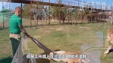 开盖即食？狮子咬开游客车门，1秒看见“奈何桥”！