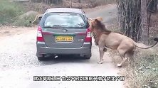 雄狮直接跳上观光车，对游客撒娇卖萌求抱抱，招架不住