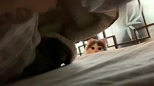 小猫咪，你要进来和我一起睡觉觉吗