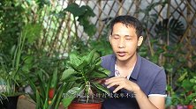 给长寿花喷施叶面肥，谨记这个小技巧，吸收率能提升到最高效
