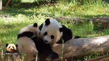 熊猫妈妈忙着蹭痒，熊孩子偏要在这个时候来捣乱，心好累！