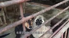 狗狗被拉进屠宰场后，为什么不敢逃跑，原来狗贩子这么残忍