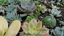 筐栽多肉会黑腐吗？一个多月过去了，给肉友们看一下结果