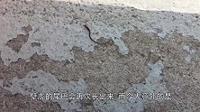 小壁虎尾巴断掉了，主人将断尾放在壁虎身前，让它自己反省