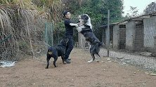脾气暴躁的德牧遭遇巨型猛犬中亚牧羊犬，德牧气势上先输了一半