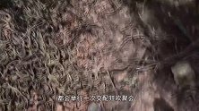 数万条蛇同时“交配”，场面一度失控，镜头记录疯狂画面