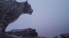 四姑娘山首次拍到野生雪豹 幺妹峰与野生雪豹罕见同框