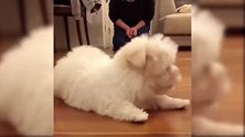白色可爱的小狗子，开心的和主人在玩耍，很有趣哦