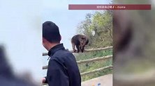 男子推峨眉山崖边进食猴子，险致其坠崖！景区称人已离开正调查，律师解读