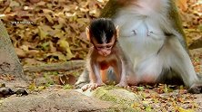 小猴子用最销魂的姿势喝奶，看着让人沉醉，画面太美我不敢看！