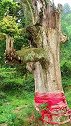 贵州一山村藏着一棵千年金丝楠木，价值上亿，是村里的镇村之宝