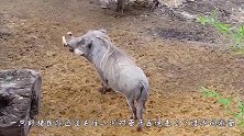 野猪误入玻璃栈道，四腿不停打滑，保安都称没见过这么搞笑的野猪