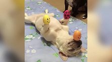 主人也太会玩了吧，把小球放在狗狗身上，看着太好玩了！
