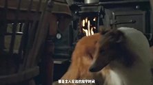 狗狗用了一年时间，长途跋涉1200公里，只为了接主人放学