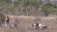 打死我也不敢相信，斑马能够做出这种事，镜头记录全过程！