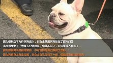 觉得自家狗狗太孤单 女子路边偷名贵法斗来作伴