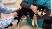 宠物店捡的流浪狗，打针时狗躯一震！吓我一跳！