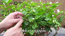 茉莉花“小飞虫”用这2样东西，无毒无害，有效解决
