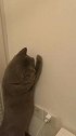 猫：铲屎的别吵，我来抓蚊子！