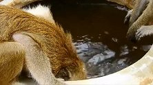 调皮的小猴子，这水不是拿来洗澡的，是用来喝的！