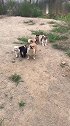 狗子：铲屎官，这些都是我的朋友！