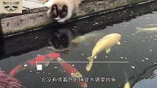 猫咪靠近水塘伸出爪子，以为它是要抓鱼吃，结果主人蒙了