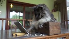 爱看猫和老鼠的猫咪，聚精会神的样子太萌了，猫咪：咋进去的
